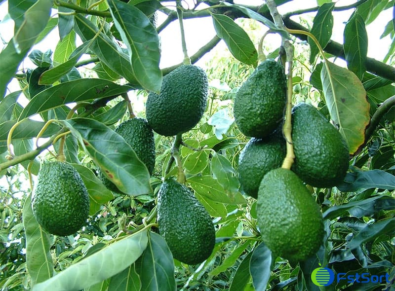 images/1678259712495avocado grading machine.jpg